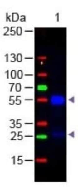 Donkey anti-Goat IgG (H+L) Secondary Antibody (Pre-adsorbed), Novus Biologicals